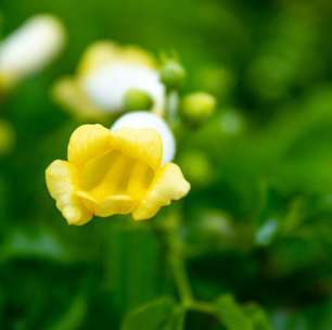 Uma planta pouco conhecida que floresce o ano todo e requer manutenção mínima