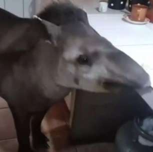 Anta vira mascote de cidade brasileira e visita casas para receber comida