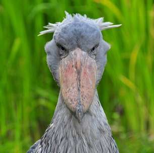 Ave apavorante mata os irmãos e caça até crocodilos