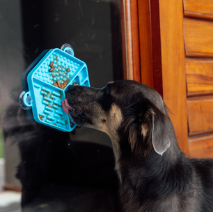 Como reduzir o estresse nos pets nas festas de fim de ano