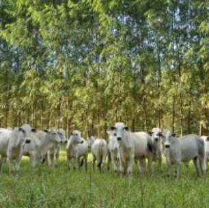 Como o Brasil e o Agro Mudaram após 30 Anos de Conferências do Clima