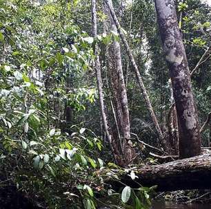 'Buracos misteriosos' chamam atenção na Amazônia