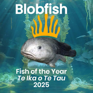 Peixe-gota é o animal mais feio do mundo. Veja o motivo