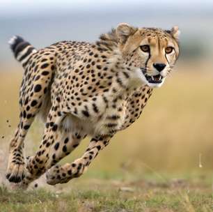 Animal terrestre mais rápido do mundo: 7 curiosidades sobre o guepardo