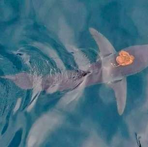 Polvo viraliza ao 'pegar carona' em tubarão