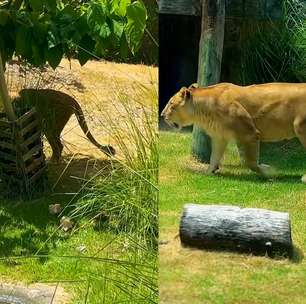 Leoa que matou jovem retorna ao recinto após período de isolamento em zoológico na Paraíba
