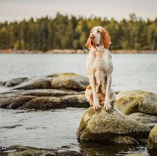 7 raças de cachorro italianas e suas principais características