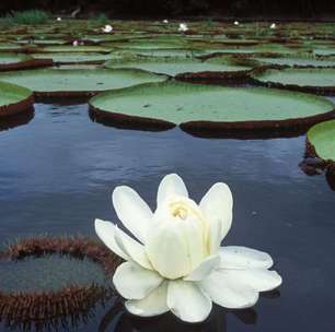 Vitória-régia, a planta amazônica que revolucionou a arquitetura e continua a inspirar inovações tecnológicas