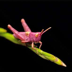 Descubra por que os raros gafanhotos cor de rosa vivem pouco