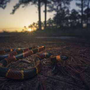Tem um motivo científico: se um dia você se deparar com esses tipos de cobra, vire o rosto imediatamente