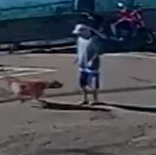 Idoso 'atropelado' por cachorro morre quatro meses após acidente em Piacatu (SP)