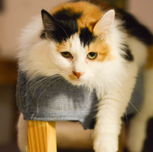 Pesquisadores testam versão do Ozempic para tratar obesidade em gatos