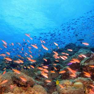 O que significa sonhar com peixe?