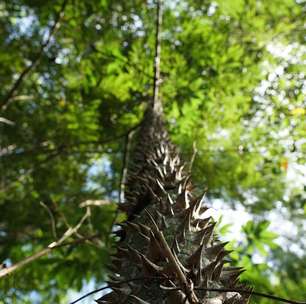 Investir na saúde do planeta aumenta o PIB e reduz pobreza