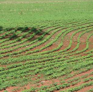 Biodiesel de babaçu polui menos que o de soja
