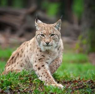 Bichanos parecidos: 10 semelhanças entre gatos domésticos e felinos selvagens