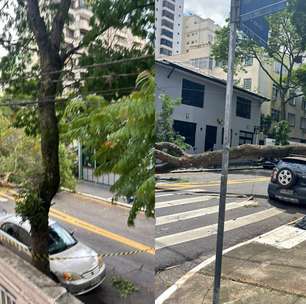 Ventania em São Paulo derruba árvores, fecha parques e deixa milhões sem energia