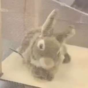 Robôs em forma de coelho capturam pítons invasoras nos EUA