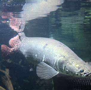 'Gigante Amazônico': peixe que respira fora d'água e pesa até 200 kg está expandindo seu território