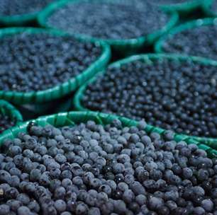 Cidade é ideal para chefs e amantes da gastronomia que querem descobrir os sabores únicos da Amazônia