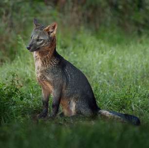 Cachorro-do-mato: conheça esse animal silvestre da América do Sul