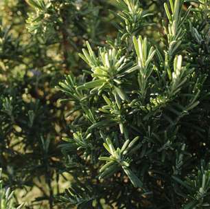 Por que o alecrim é considerado a 'planta da felicidade'? Entenda!