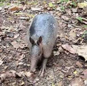 Tatu-Galinha é resgatado em Realengo