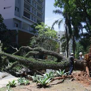 SP registra maior vendaval desde 1963; velocidade das rajadas de vento foi histórica