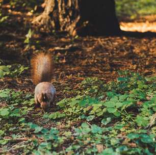 Por que o Brasil não tem esquilos, tão comuns em quase todo o mundo?