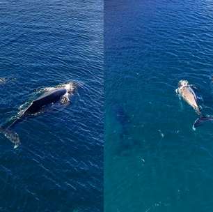 Três baleias-jubarte surpreendem pescadores ao aparecerem coladas à costa de Arraial do Cabo