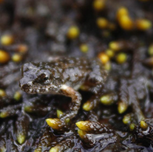 Rãzinha ameaça de extinção é avistada pela primeira vez em parque florestal de Petrópolis