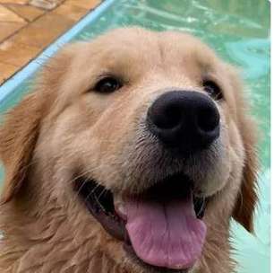 Alerj debate projeto que cria legislação para o funcionamento de hospedagens pets no RJ