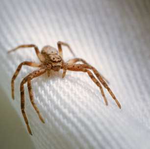 Aranha-marrom: perigo pode estar dentro da própria casa