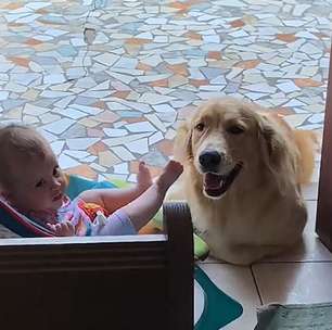 Golden retriever encanta ao 'cuidar' de bebê sem a mãe presente