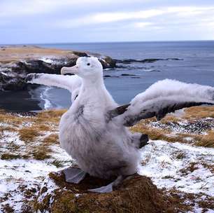 Veja quais são as maiores aves do planeta