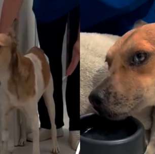 Cachorro apedrejado em Belém sai do coma e dá primeiros passos durante recuperação