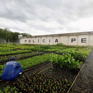 Presos plantarão 200 mil mudas para reflorestar região degradada no RJ