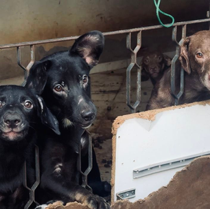 Prefeitura resgata 17 cães doentes e famélicos em Senador Camará