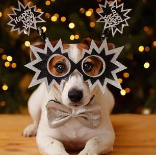 Saiba como manter o bem-estar do seu pet nas festas de fim de ano