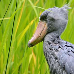 Cegonha-bico-de-sapato: o bico gigante que é perfeito para pescar
