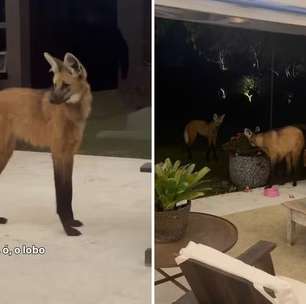Lobos-guará visitam jardim e encantam paisagista no interior do Rio