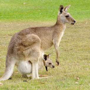 Impala ou canguru: quem salta mais alto e mais longe?
