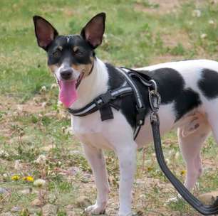 Coleira não é tudo igual: veja como escolher o modelo ideal