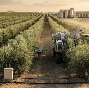 Máquinas que "engolem" árvores, moinhos de discos metálicos e separação instantânea: o processo minucioso para a fabricação do "ouro líquido"