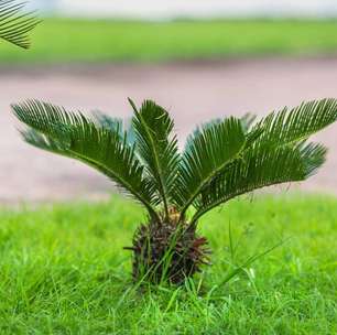 Por que a linda e decorativa palmeira-sagu pode matar o seu cachorro?