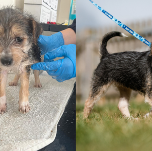 Cachorro com deficiência é adotado após ser resgatado de lixeira