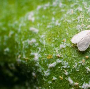 Moscabranca no Brasil: a praga que ameaça nossas safras