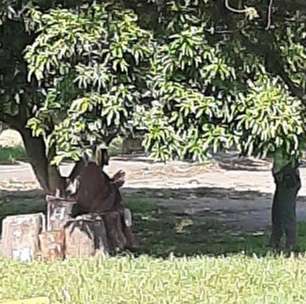 Imagem viral nas redes sociais conta que Jesus apareceu para um policial na Colômbia; entenda
