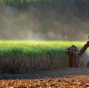 Safra 2026-2027 de cana-de-açúcar terá maior oferta de etanol