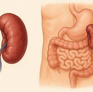 Você sabia que o baço é o guardião do sangue e da imunidade?